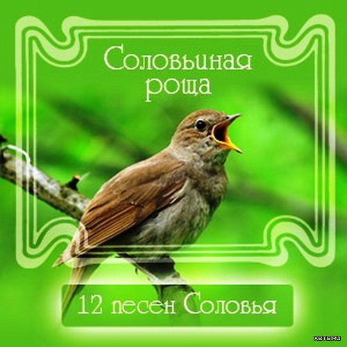 Романсы слушать соловей. Соловьи песня. Соловей в роще. Соловьиная песня. Песня Соловьиная роща.