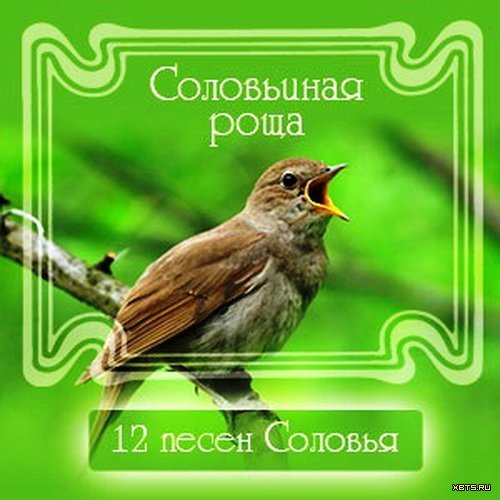 Произведение песни соловья. Соловьиная роща Соловей. Песня соловья. Соловей в роще. Соловьиная песня.